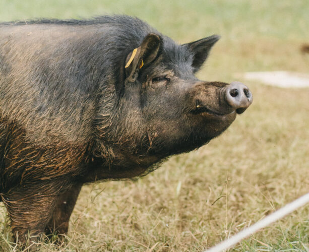 Saving Heritage Guinea Hogs